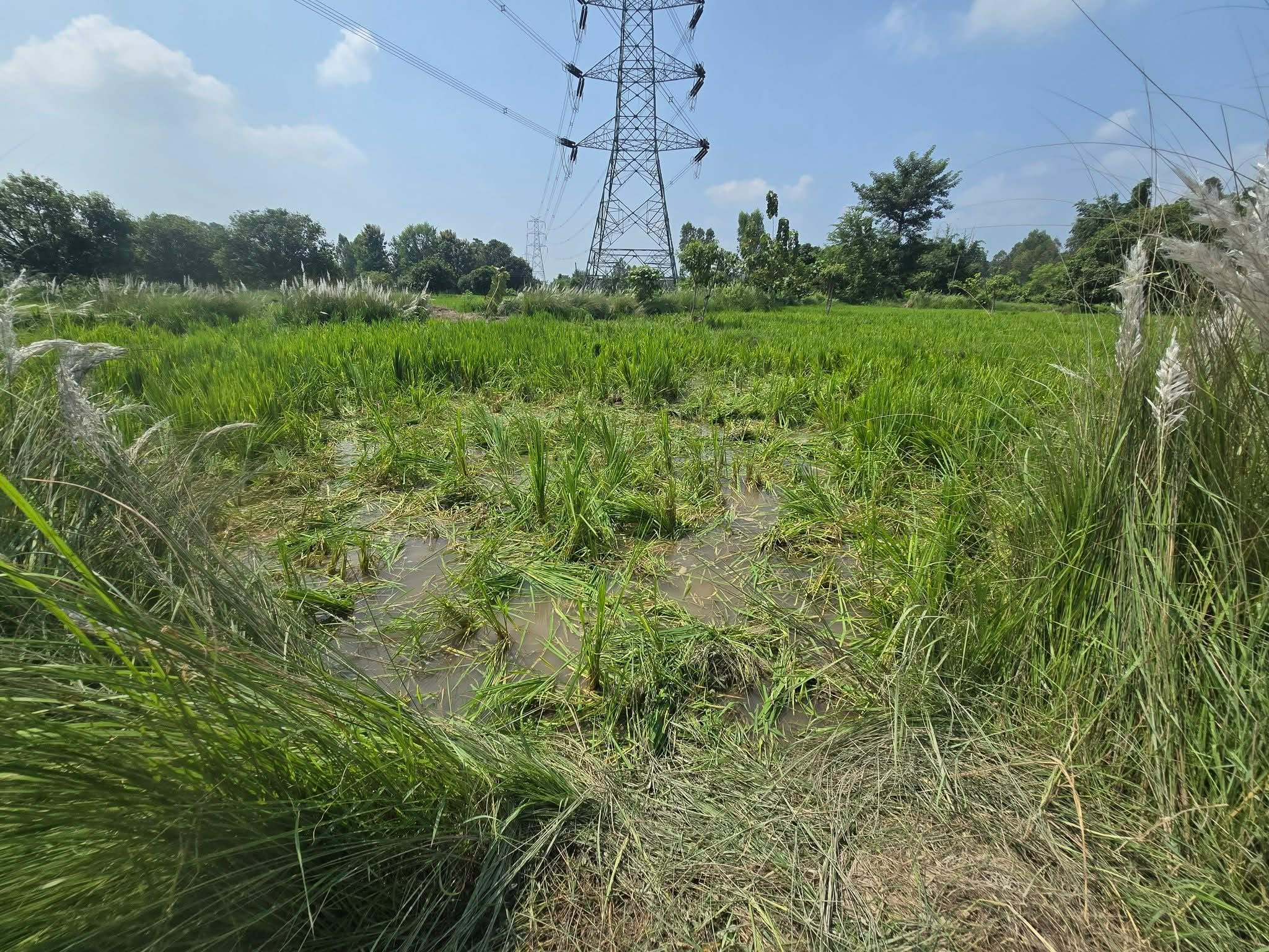 Damaged paddy field in Kanchanrup Municipality–12, Saptari, after wild elephants entered farmland overnight.